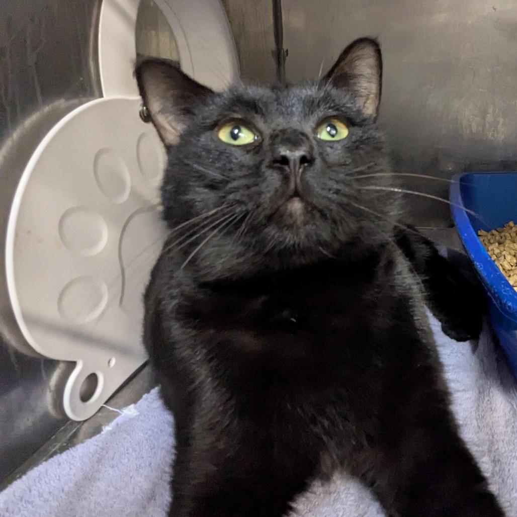 Merlin (Chow Hound Standale), a Adoptable Domestic Short Hair in West Olive, MI image 2/2