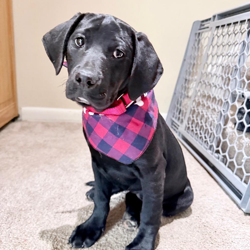 Sage, a Adoptable mixed breed in Fairfax, VA image 2/4