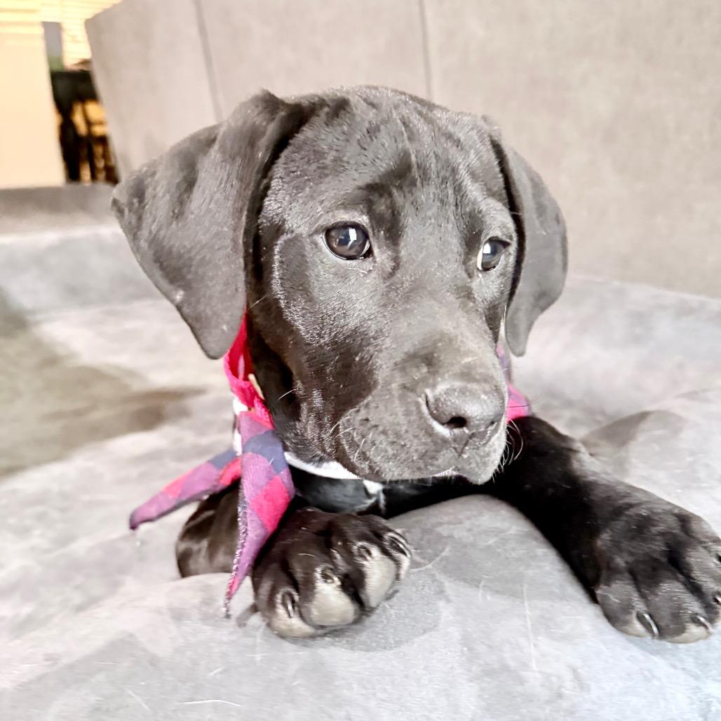 Sage, Adoptable, Puppy Female Black Labrador Retriever & Hound.