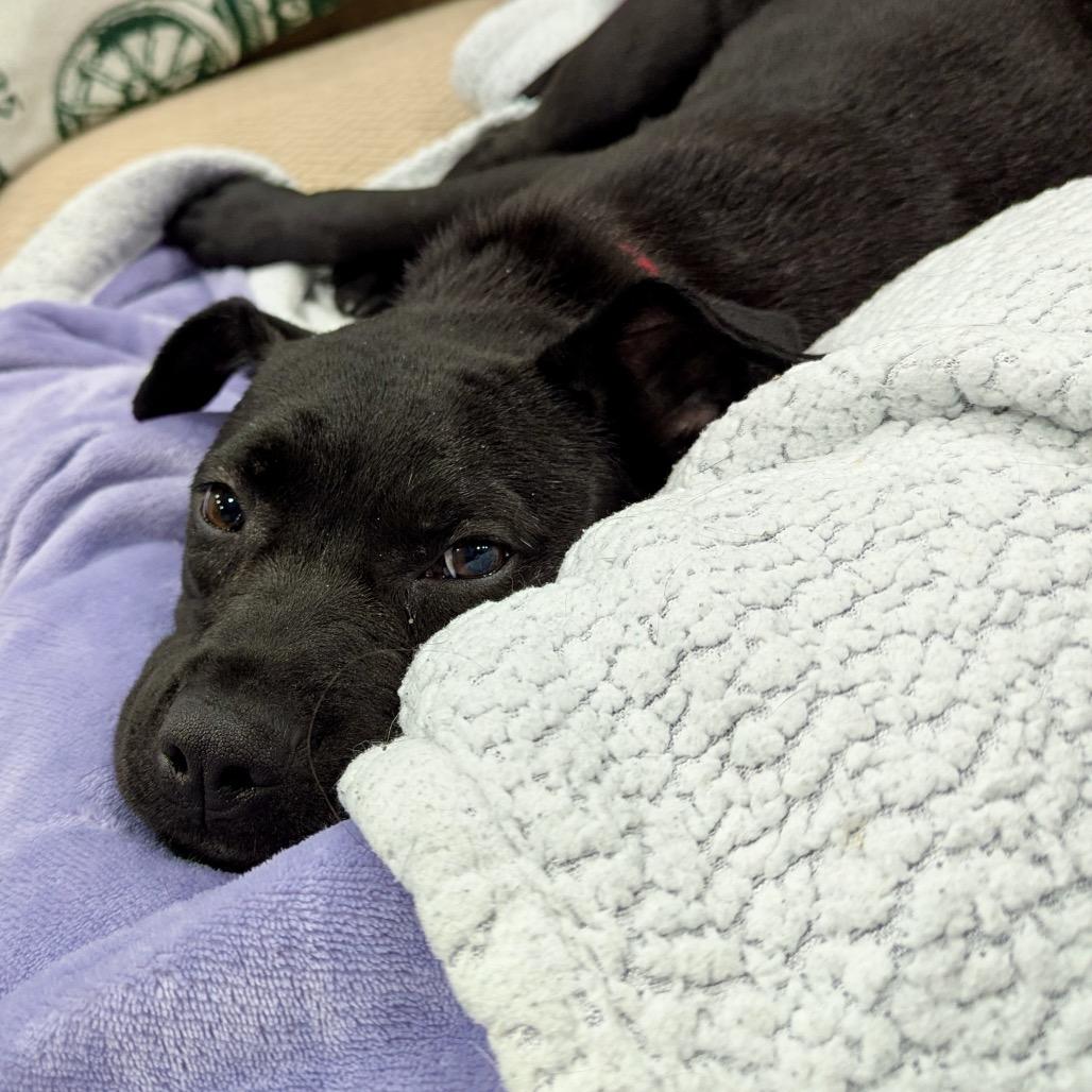 Sage, a Adoptable mixed breed in Fairfax, VA image 3/4