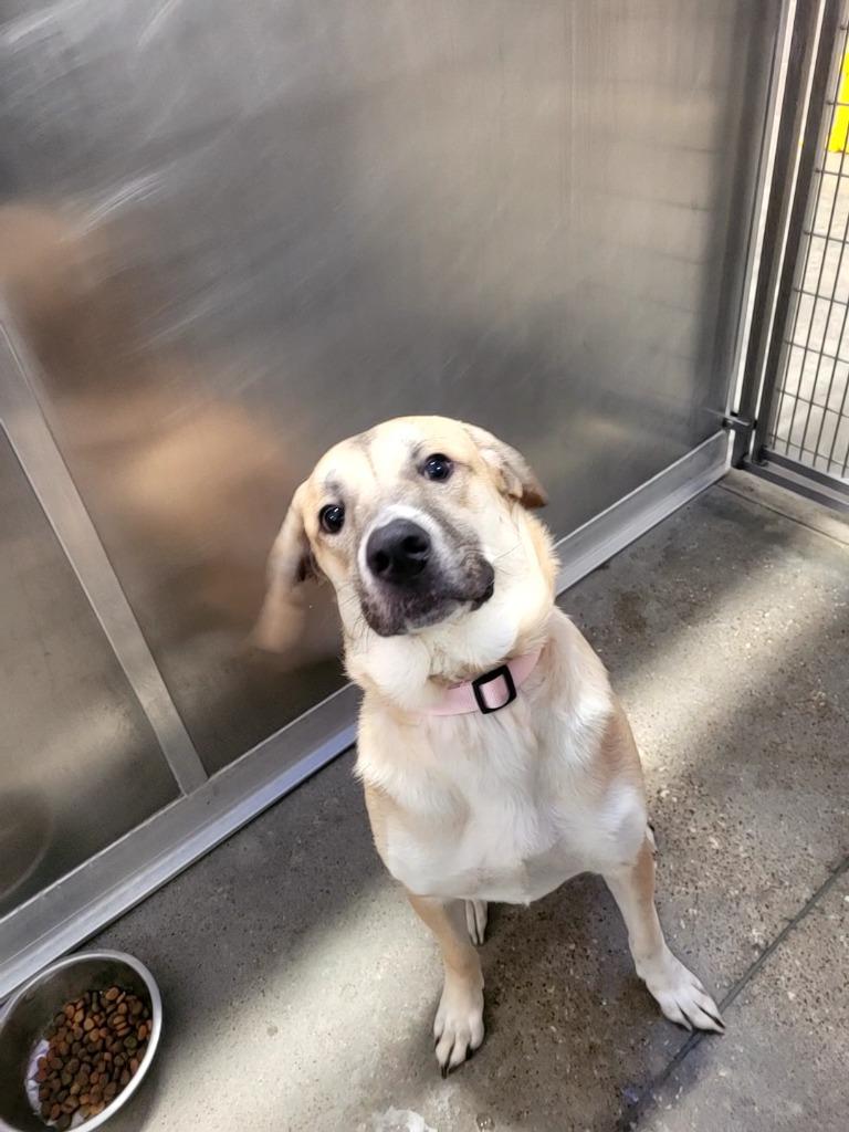 Twizzler, Adoptable, Young Female Labrador Retriever.