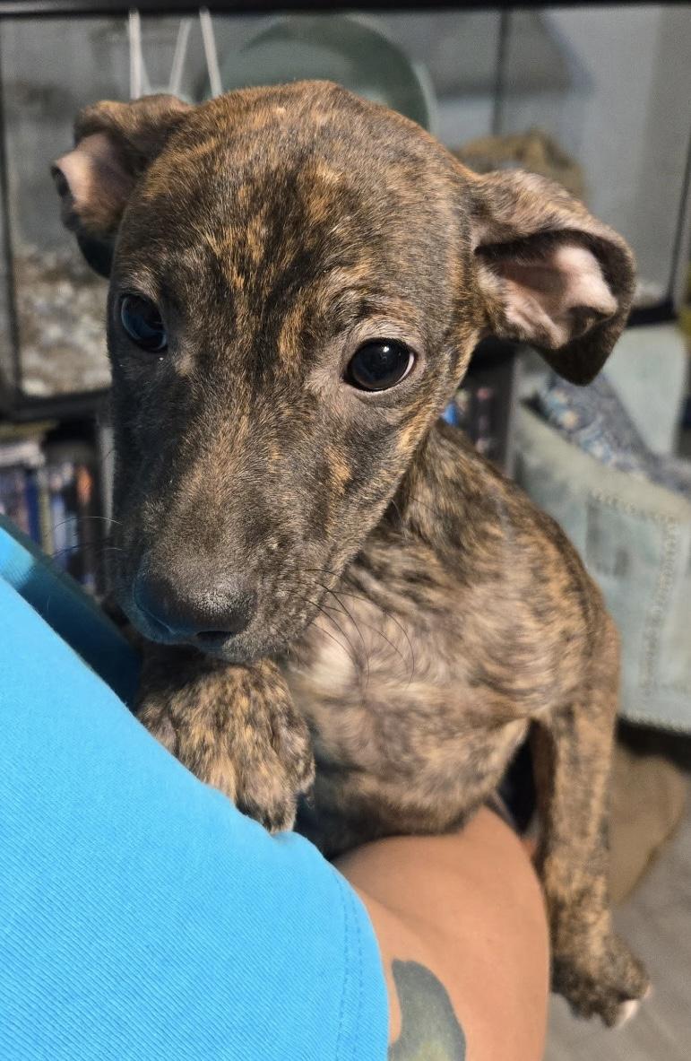 Enlarge Cocoa, a ADOPTABLE mixed breed in GREENVILLE, NC image 1/1