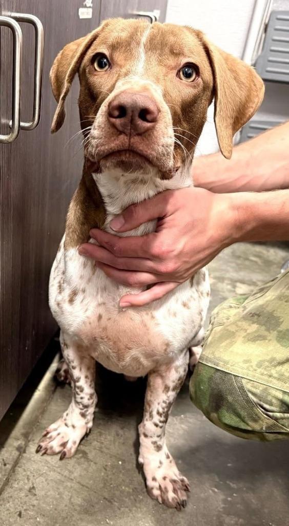 Huey, Adoptable, Adult Male Basset Hound & Mixed Breed.