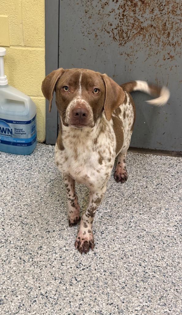 Huey, Adoptable, Adult Male Basset Hound & Mixed Breed.