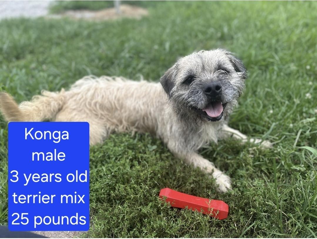 Konga, a Adoptable mixed breed in Ross, OH image 1/3