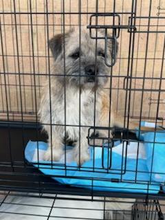 Konga, a Adoptable mixed breed in Ross, OH image 2/3