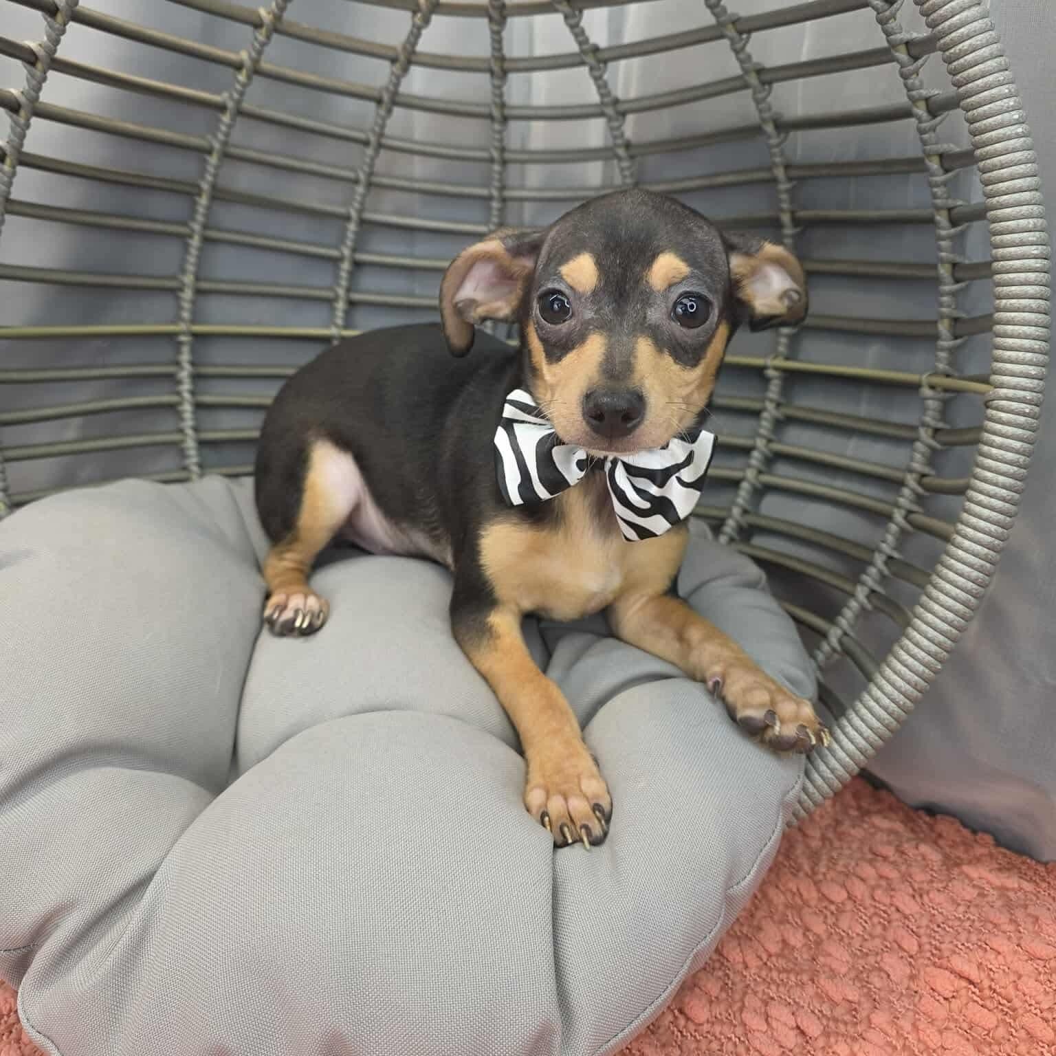 Nacho, Adoptable, Puppy Male Chihuahua.