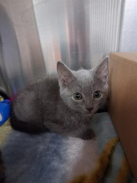 Enlarge SHAKIRA, a Adoptable Domestic Short Hair in Fort Walton Beach, FL image 1/1