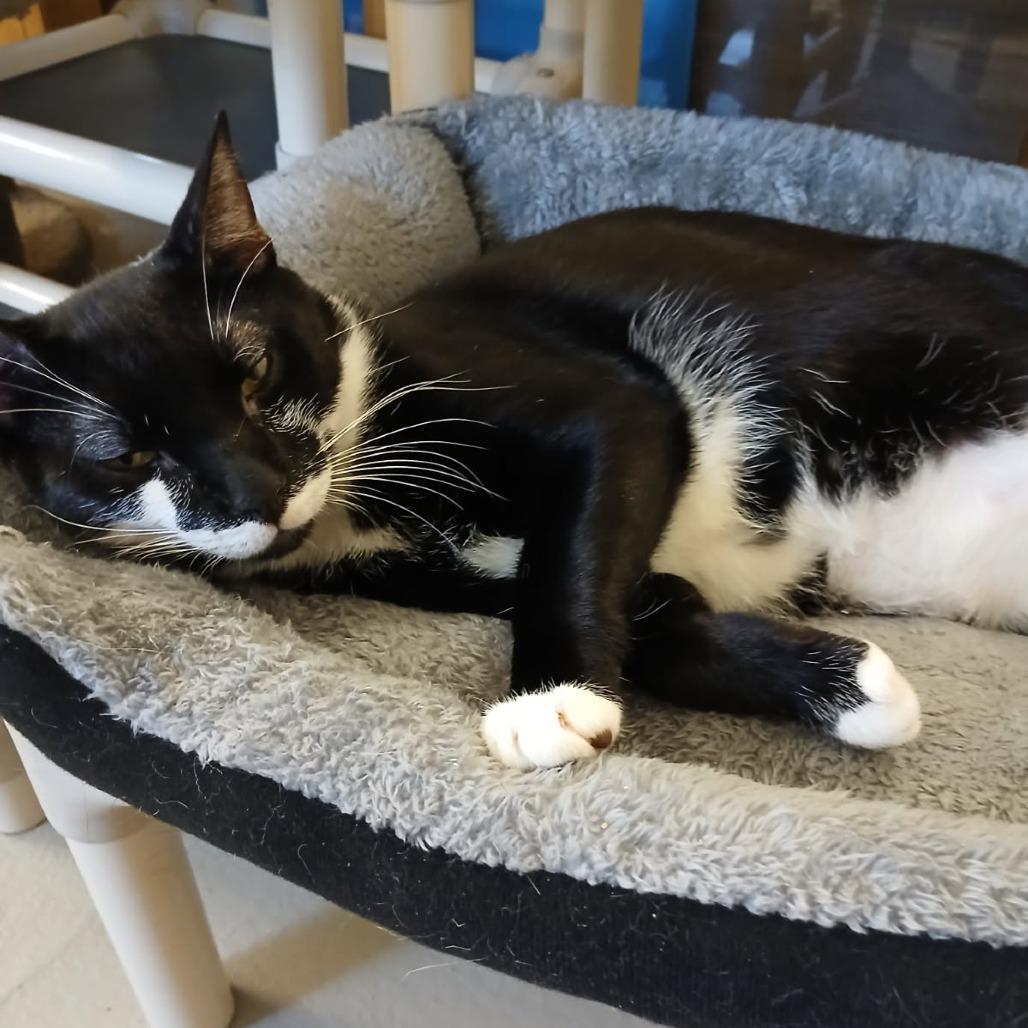 Scurry, Adoptable, Adult Male Domestic Short Hair.