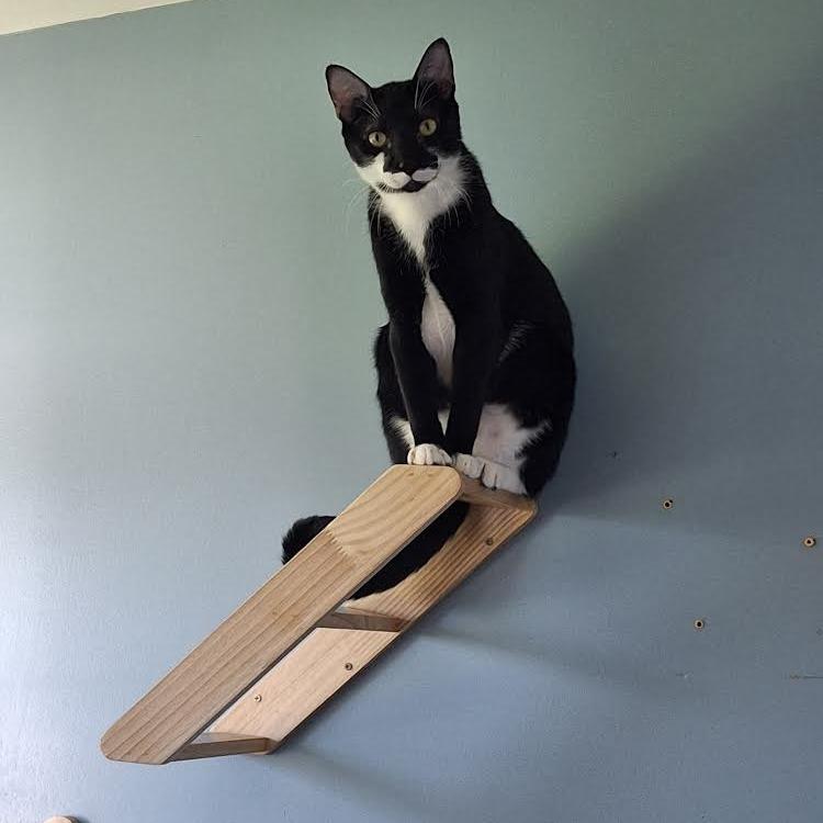 Scurry, a Adoptable Domestic Short Hair in Morrisville, VT image 2/4