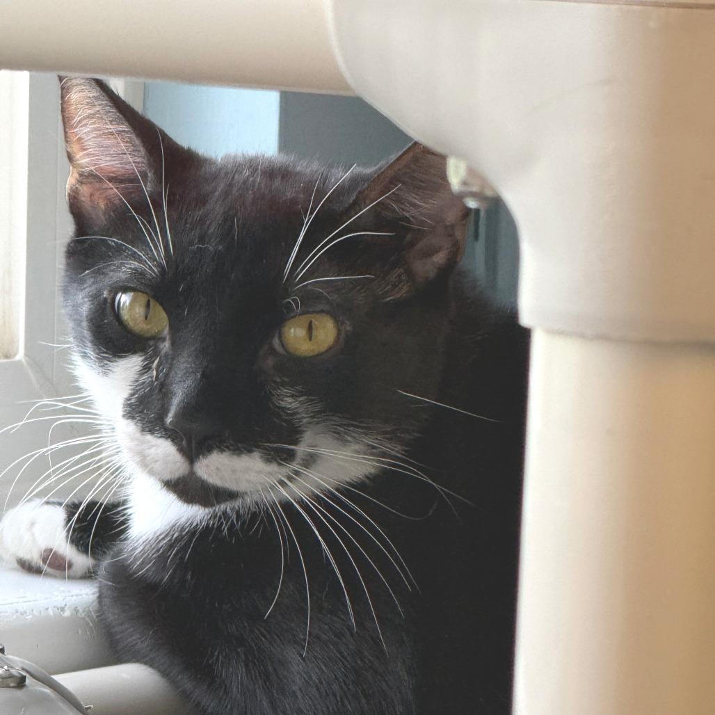 Scurry, a Adoptable Domestic Short Hair in Morrisville, VT image 3/4