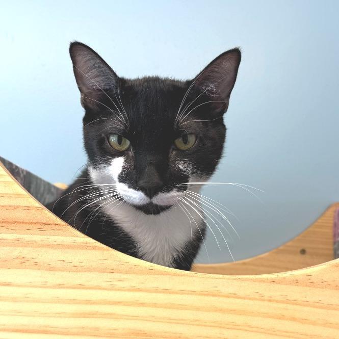 Scurry, a Adoptable Domestic Short Hair in Morrisville, VT image 4/4