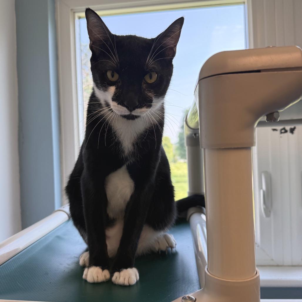 Scurry, a Adoptable Domestic Short Hair in Morrisville, VT image 5/6