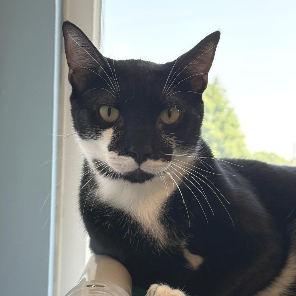 Scurry, a Adoptable Domestic Short Hair in Morrisville, VT image 6/6