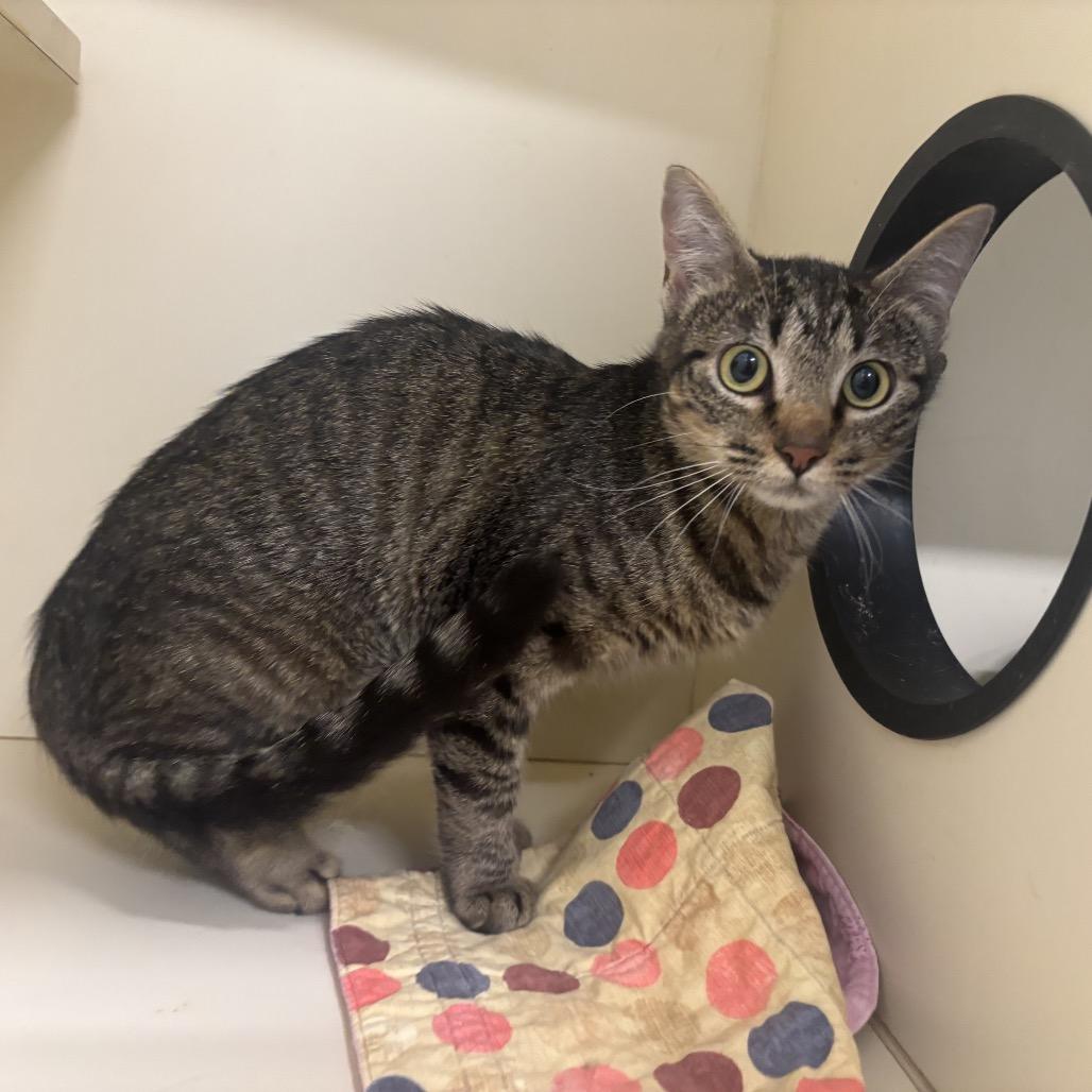 Papaya, Adoptable, Adult Female Domestic Short Hair.