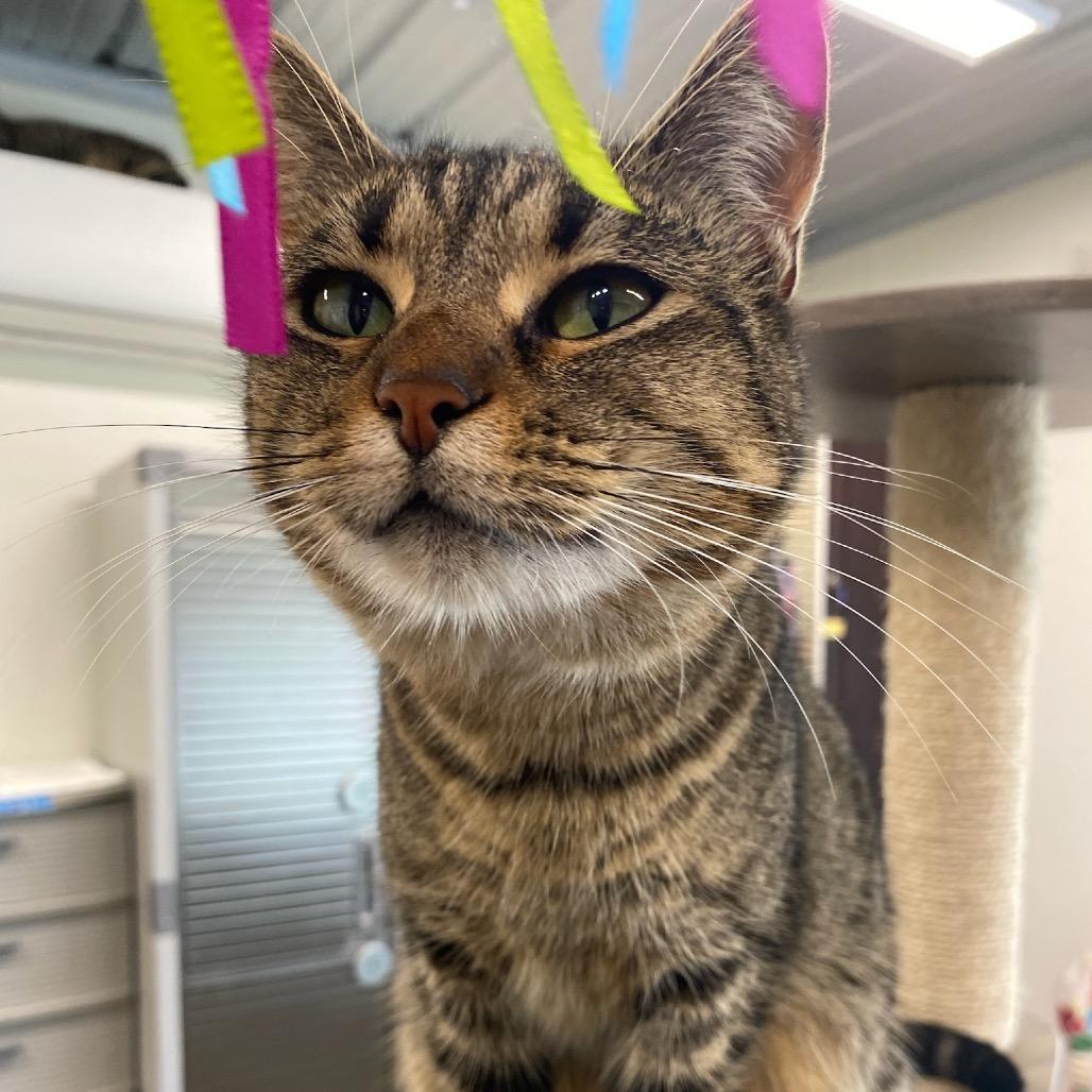 Enlarge Papaya, a Adoptable Domestic Short Hair in Garfield, AR image 2/2