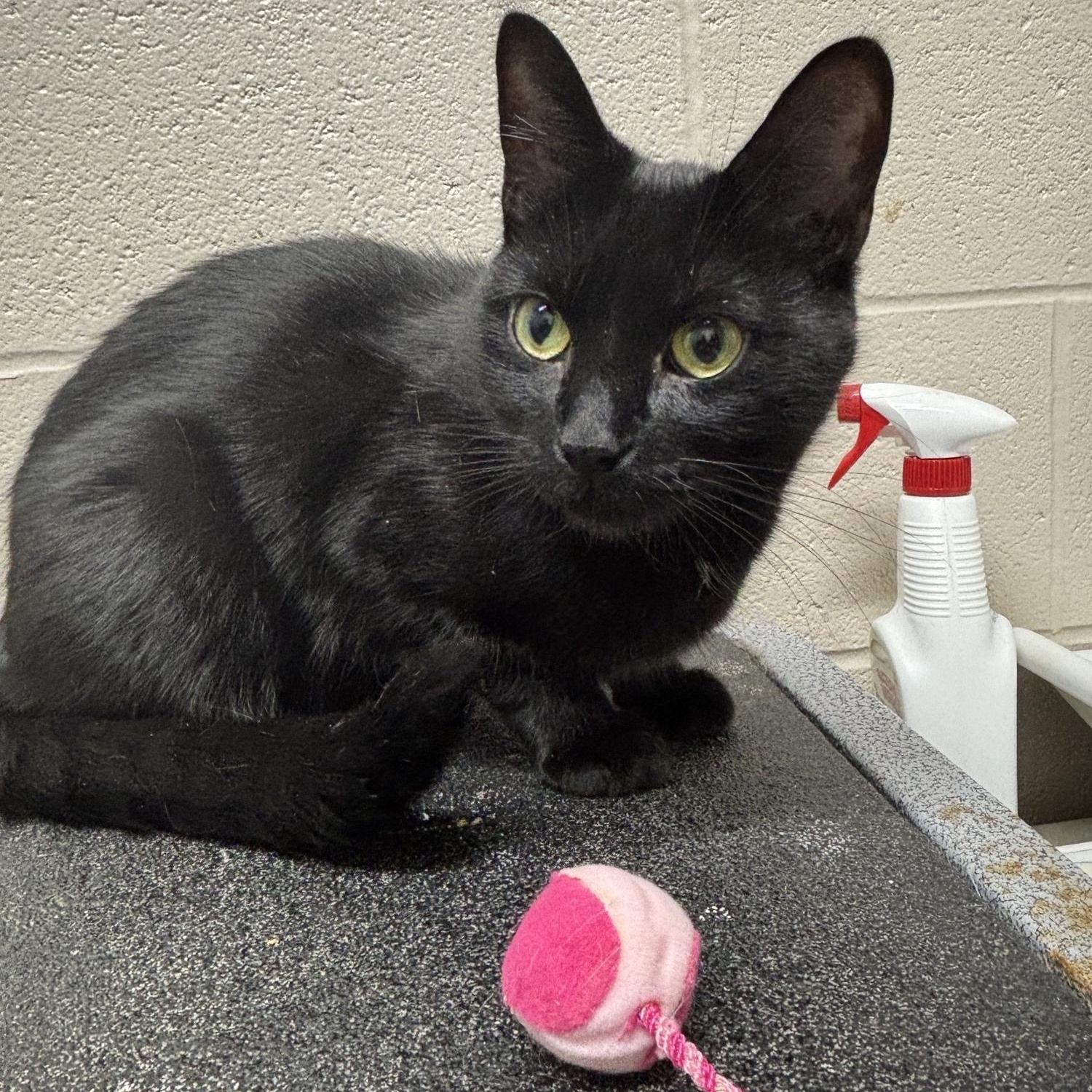 Enlarge Luna CS-08426, a Adoptable Domestic Short Hair in Burlington, ON image 1/2