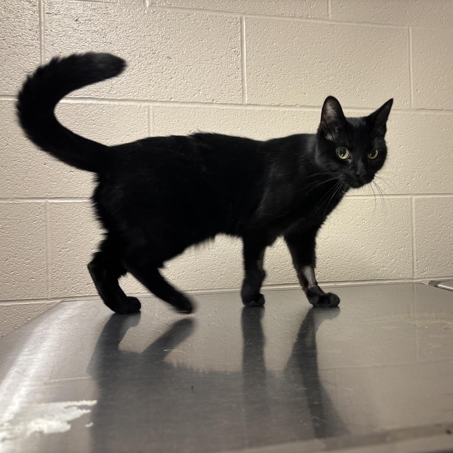 Enlarge Luna CS-08426, a Adoptable Domestic Short Hair in Burlington, ON image 2/2