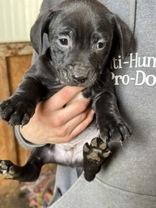 Lucas, Adoptable, Young Male Mixed Breed.