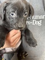 Enlarge Lucas, a Adoptable mixed breed in Madras, OR image 2/3