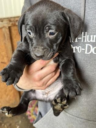 Enlarge Lucas, a Adoptable mixed breed in Madras, OR image 3/3