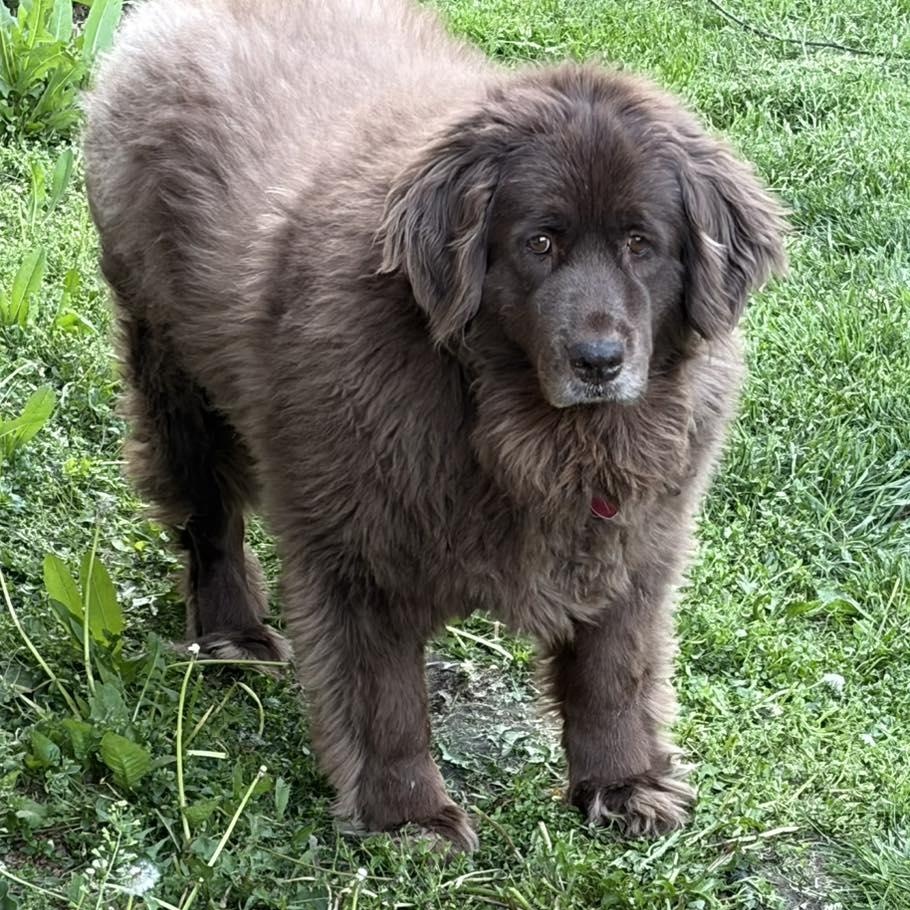 Norah, a ADOPTABLE mixed breed in Racine, WI image 3/3