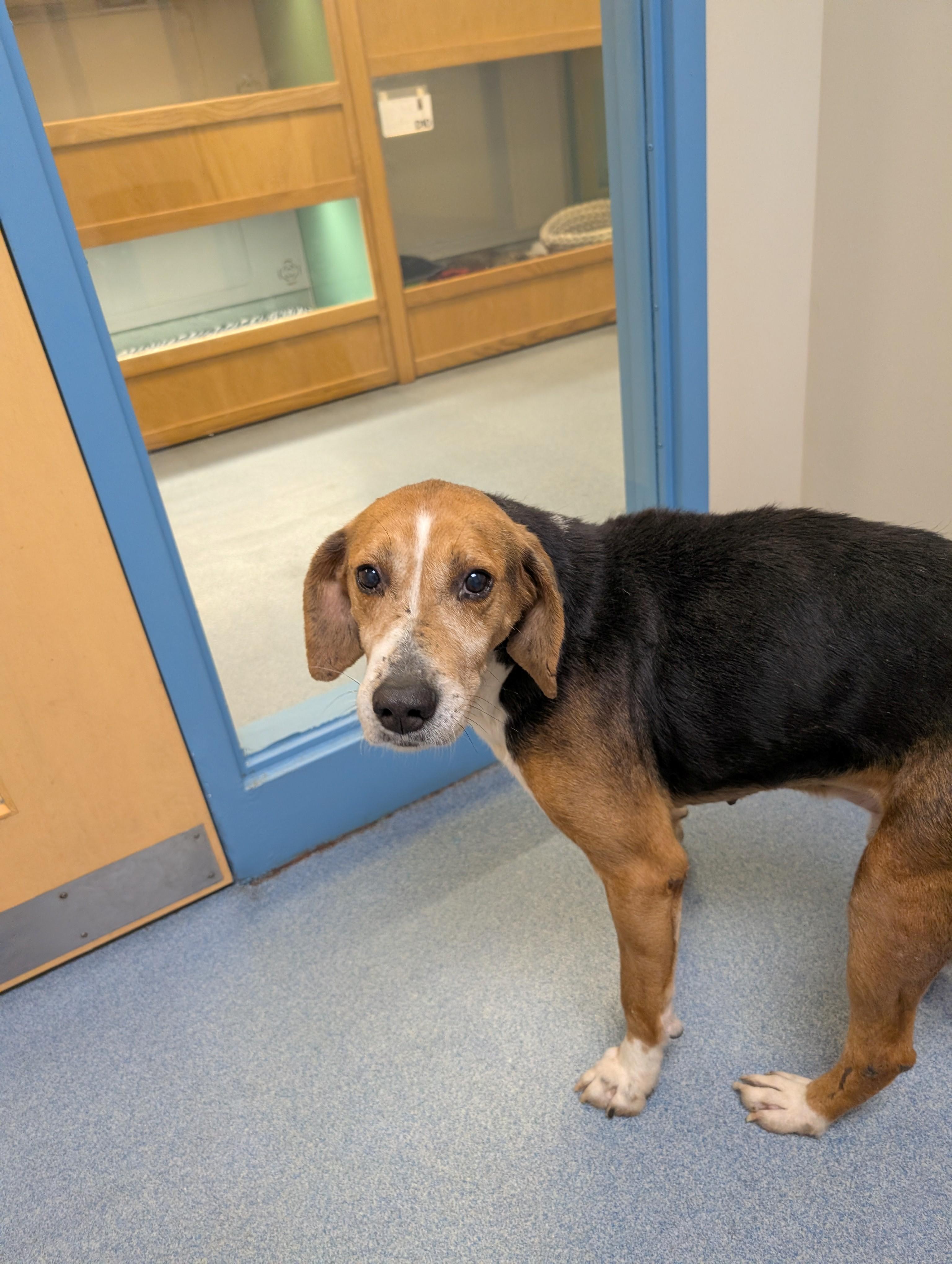 Enlarge Roscoe, a ADOPTABLE Hound in Suffolk, VA image 3/4