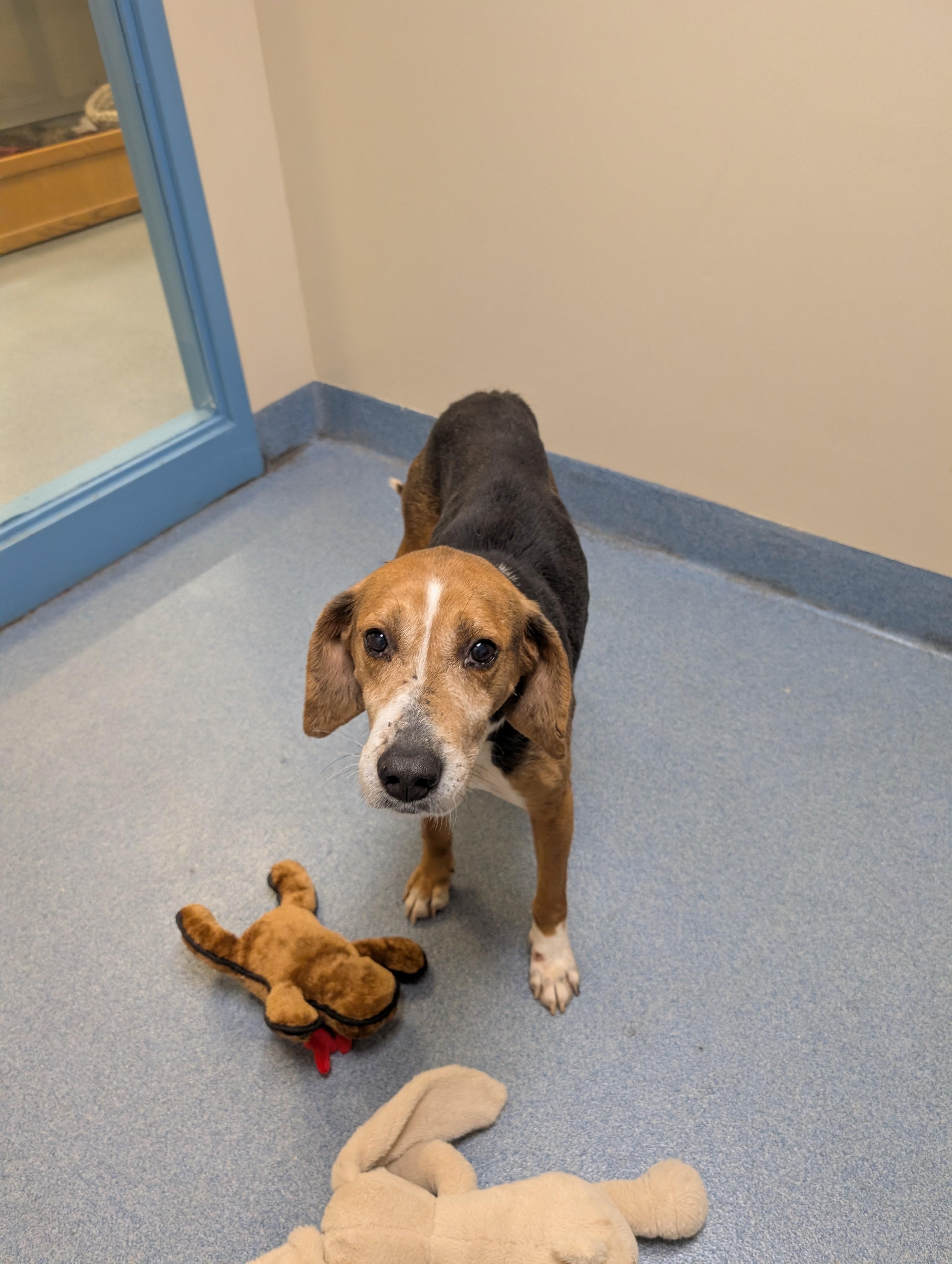 Roscoe, ADOPTABLE, Adult Male Hound.