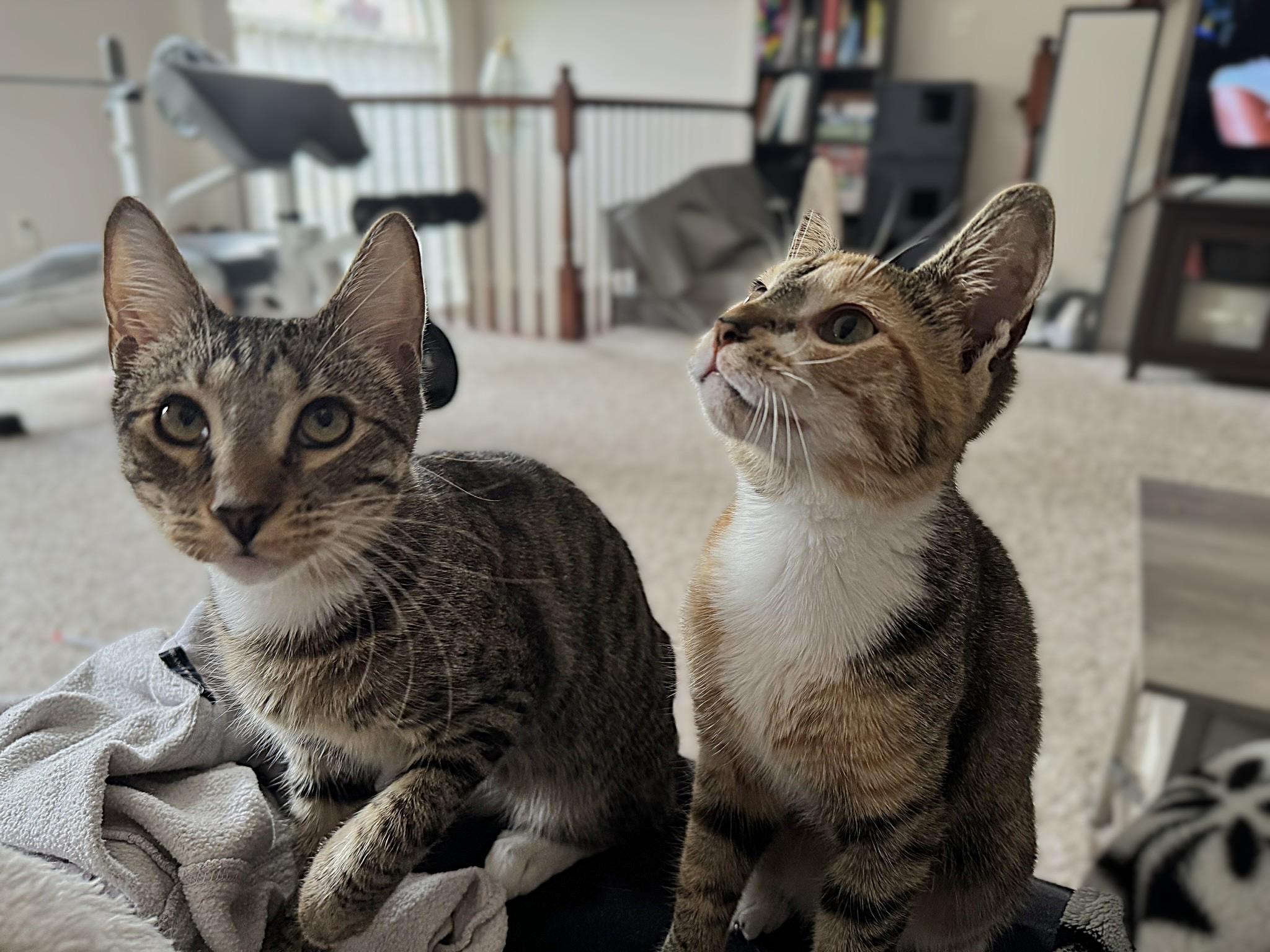 Enlarge Cider, a Adoptable Tabby in Leesburg, VA image 1/4