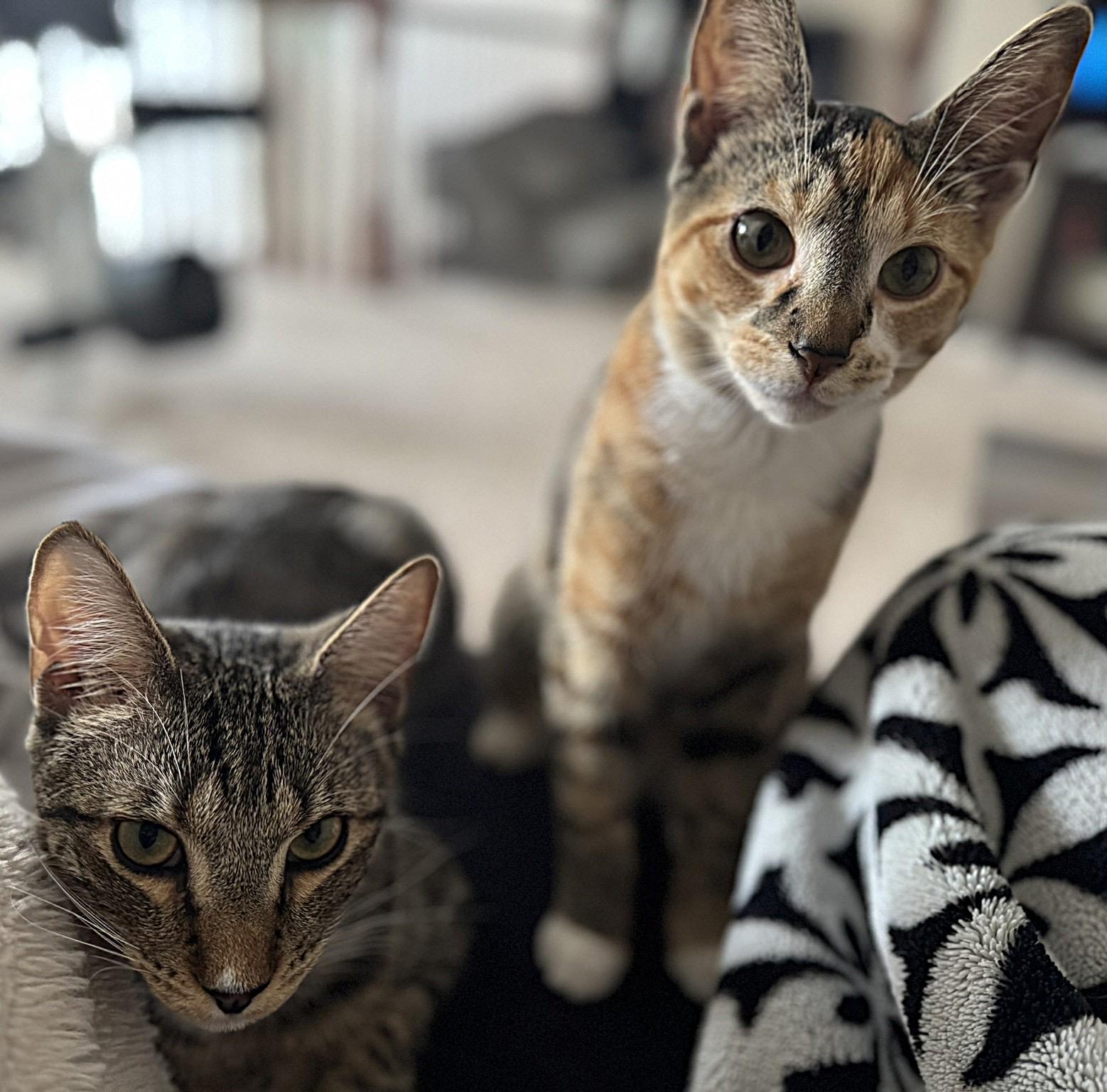 Enlarge Cider, a Adoptable Tabby in Leesburg, VA image 3/4