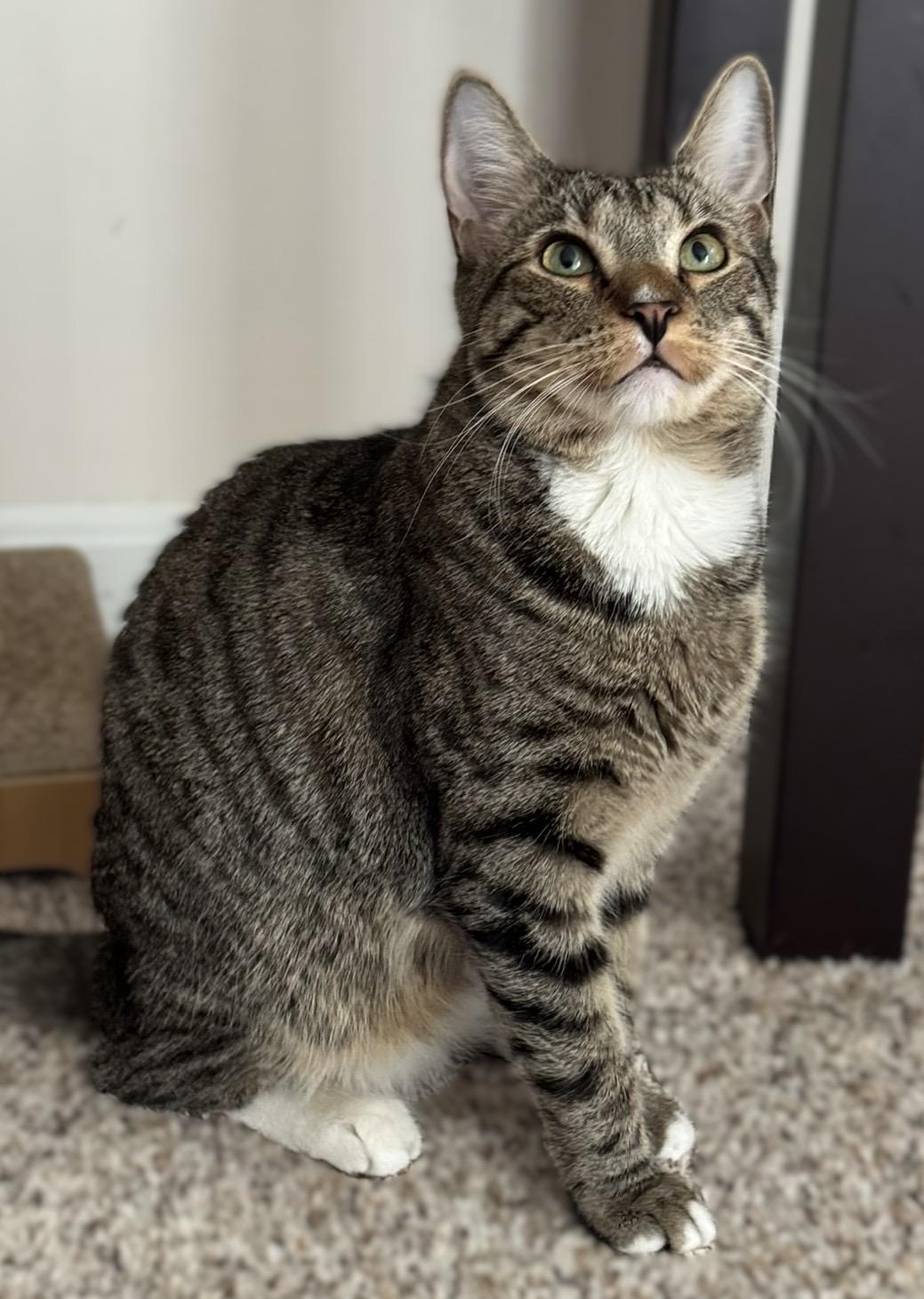 Cider, Adoptable, Young Male Tabby.