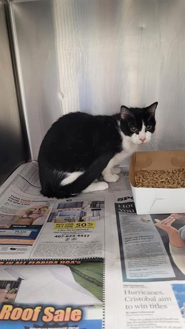 Enlarge NEBULAE, a Adoptable Domestic Short Hair in Saint Cloud, FL image 1/1