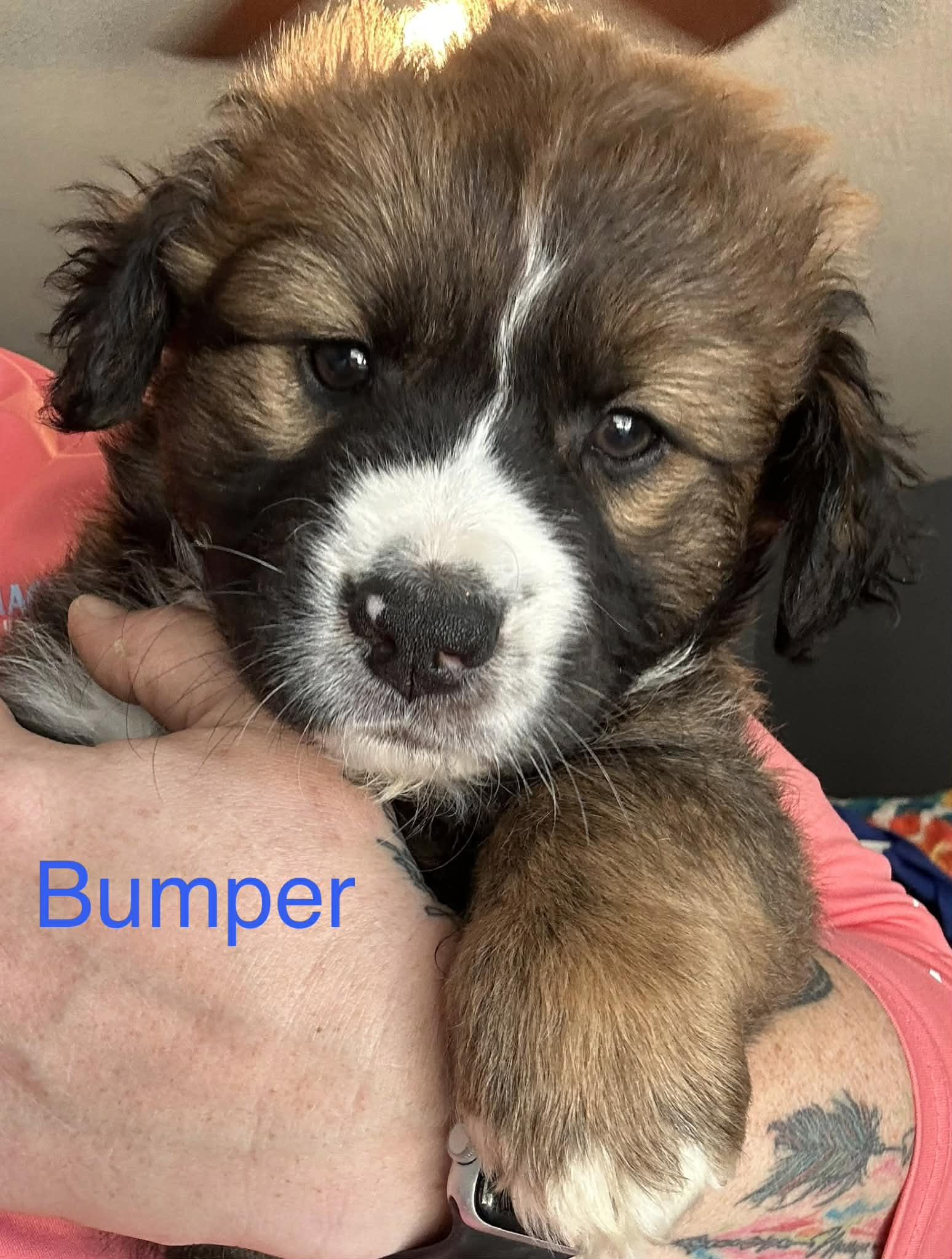 Enlarge Bumper, a Adoptable mixed breed in Winter, WI image 1/1