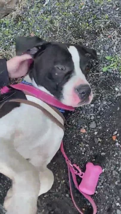 Enlarge Bugsy, a Adopted mixed breed in East Orange, NJ video 6/11