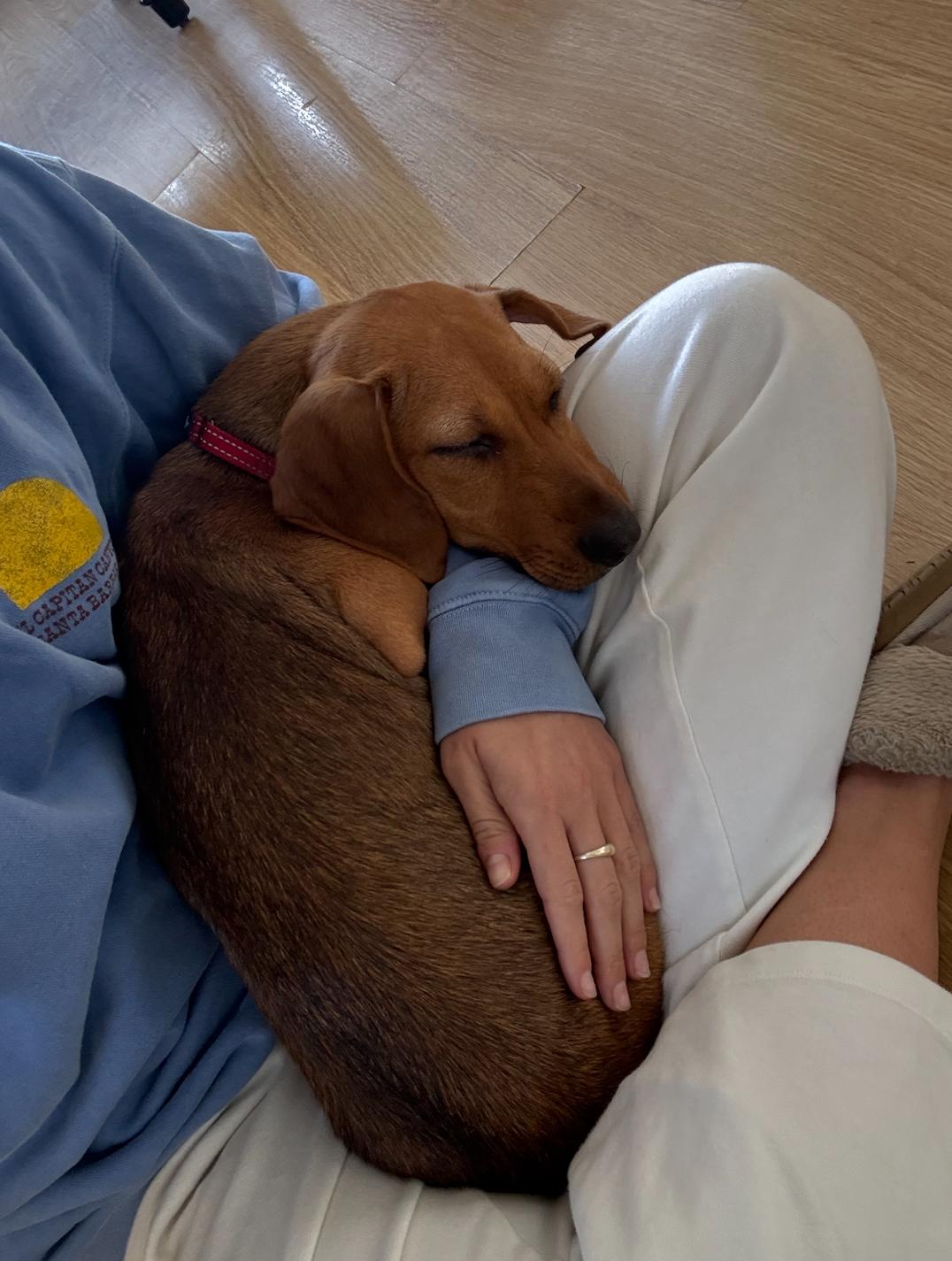 Enlarge Scout, a ADOPTABLE mixed breed in Newport Beach, CA image 6/6