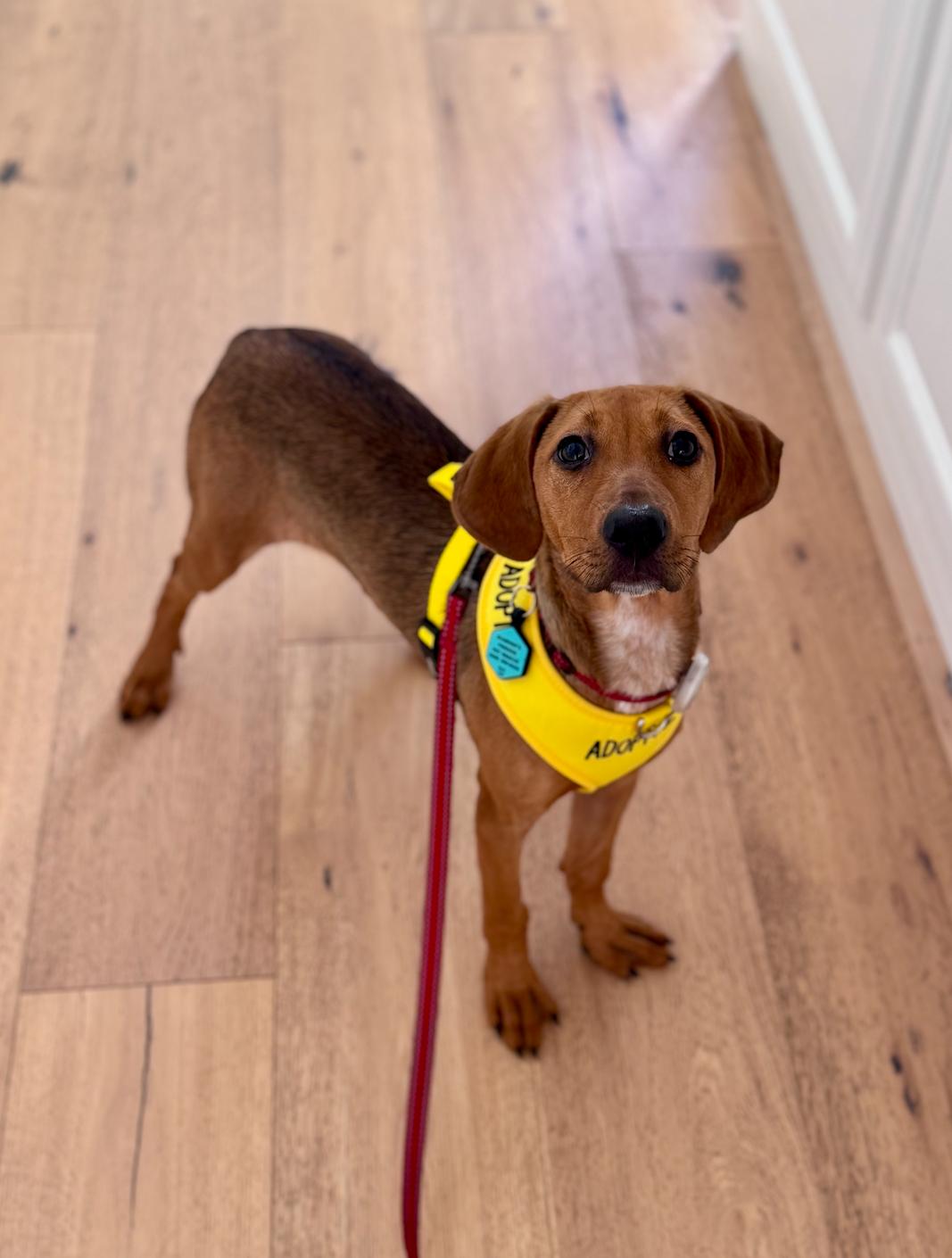 Enlarge Scout, a ADOPTABLE mixed breed in Newport Beach, CA image 3/6