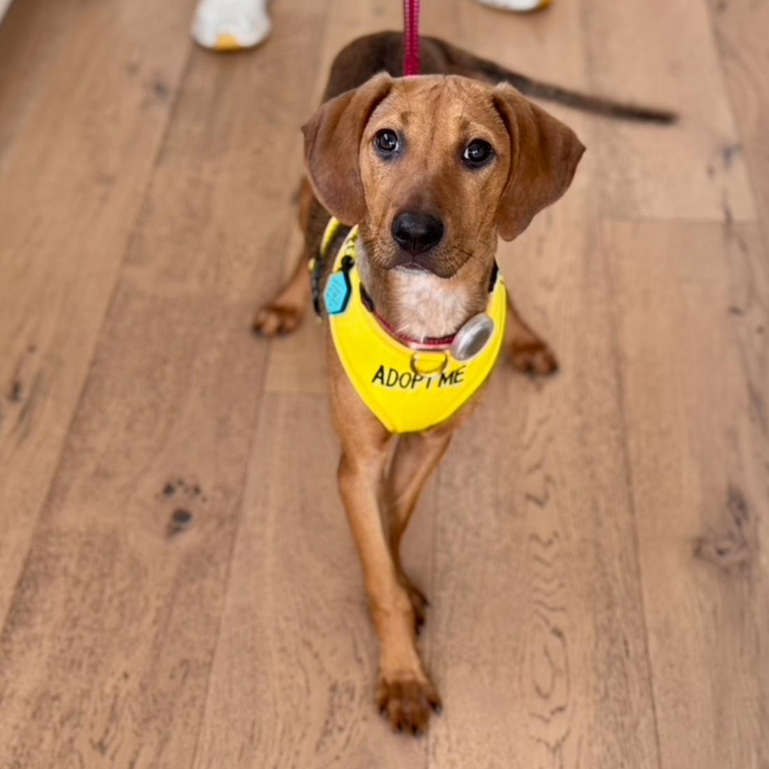 Enlarge Scout, a ADOPTABLE mixed breed in Newport Beach, CA image 1/6