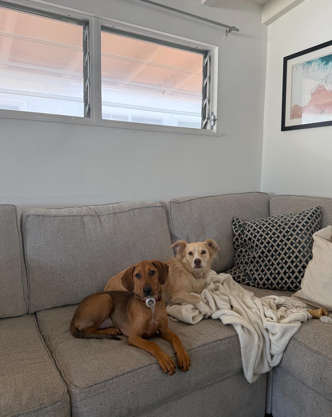 Enlarge Scout, a ADOPTABLE mixed breed in Newport Beach, CA image 4/6