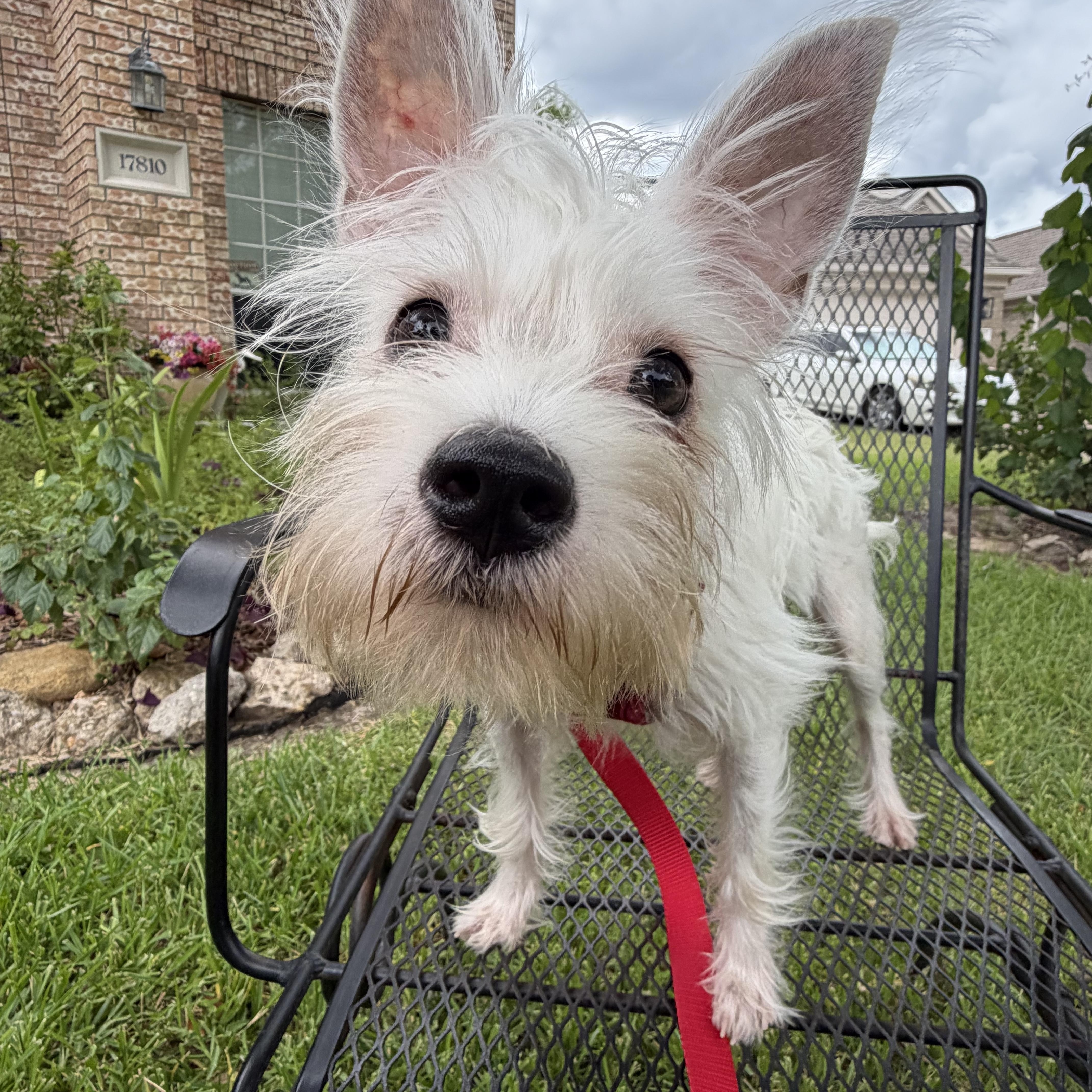Jude, a Adoptable mixed breed in Spring, TX image 2/3