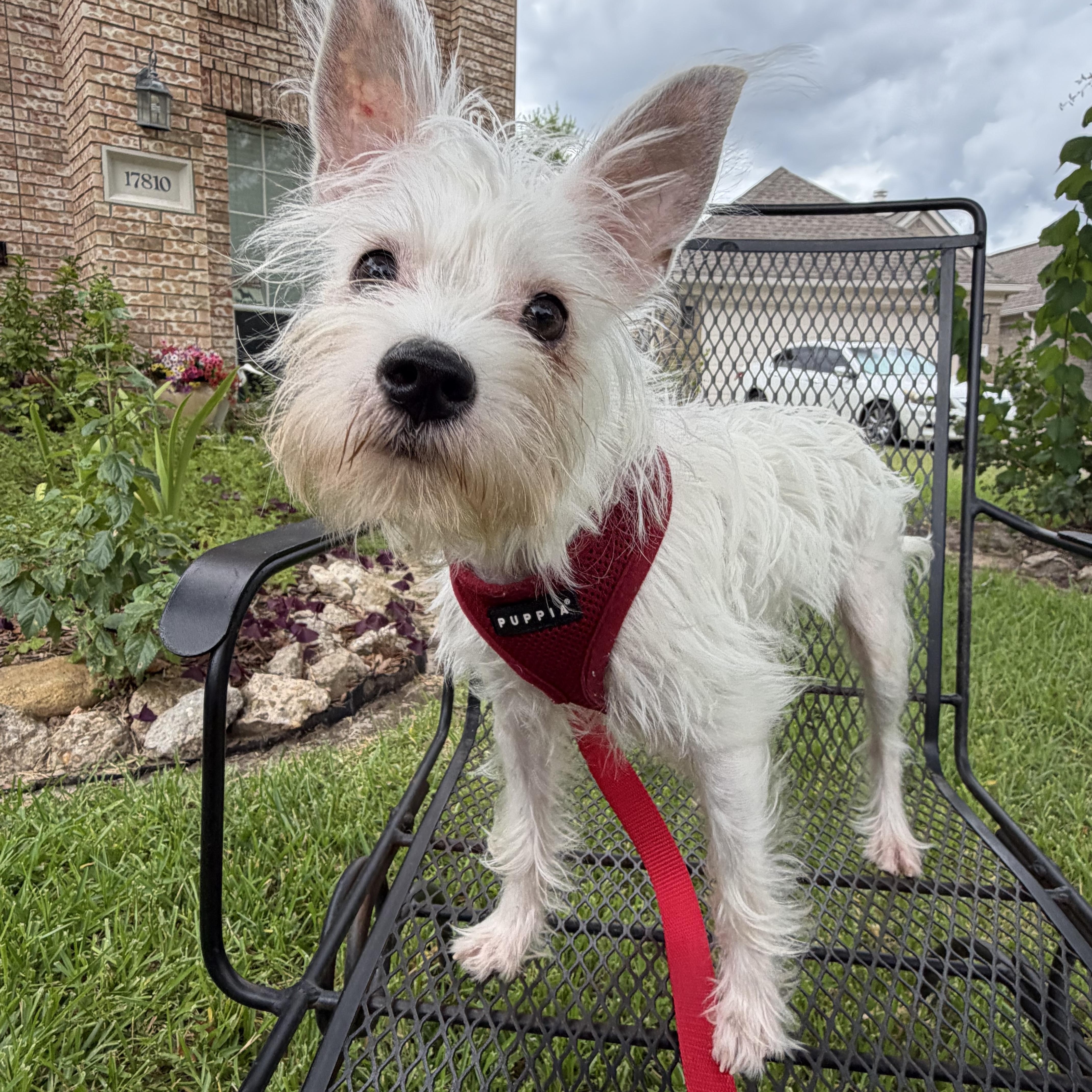 Jude, a Adoptable mixed breed in Spring, TX image 1/3