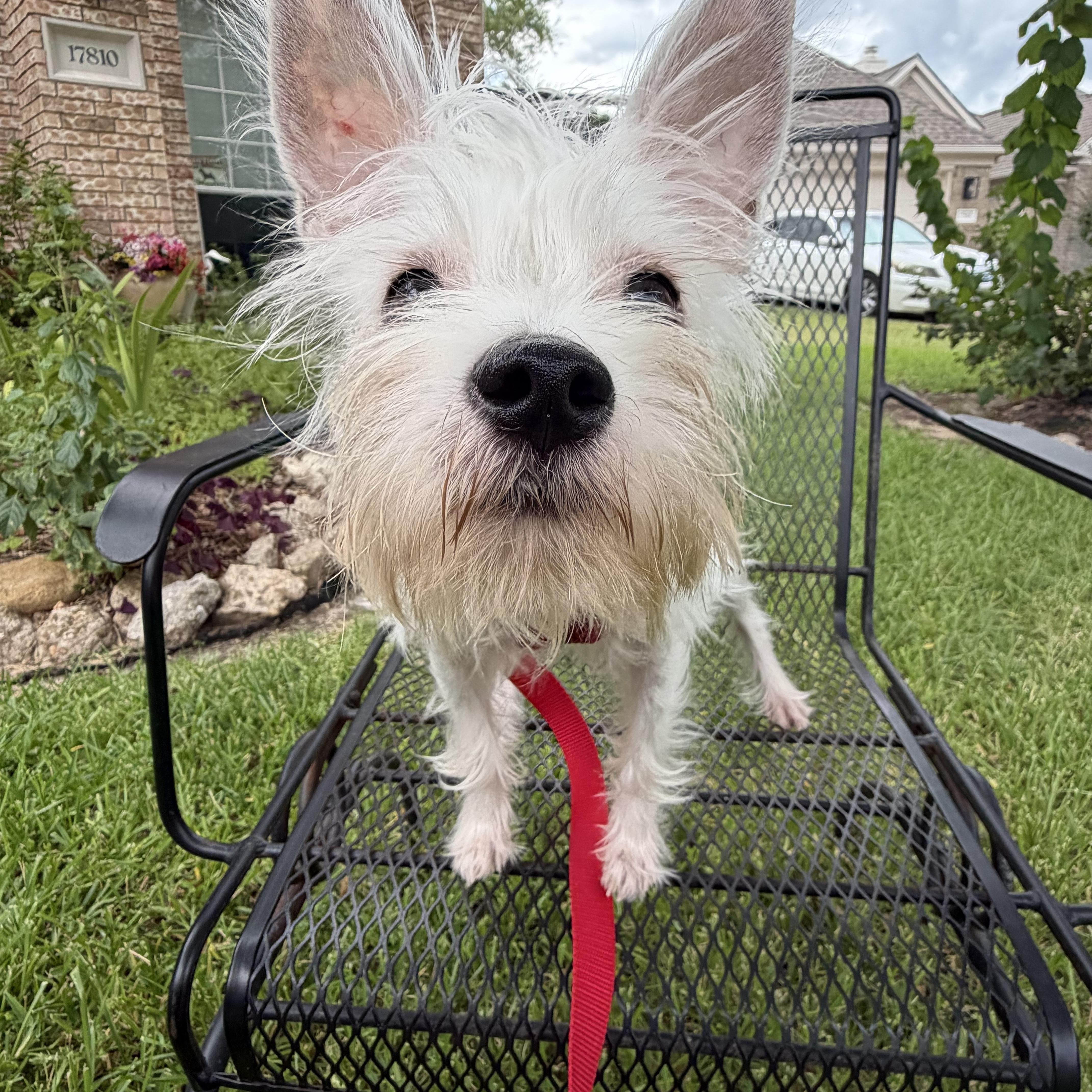 Jude, a Adoptable mixed breed in Spring, TX image 3/3