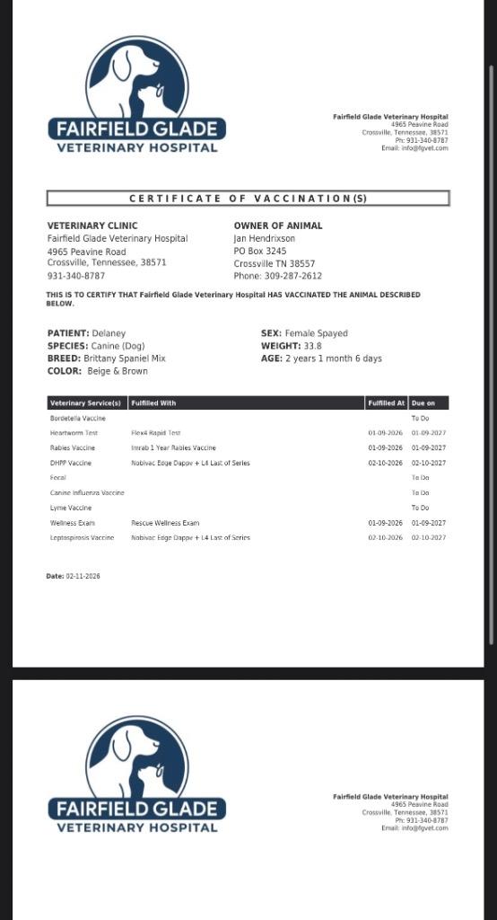 Enlarge Delaney, a Adopted mixed breed in Crossville, TN image 1/3