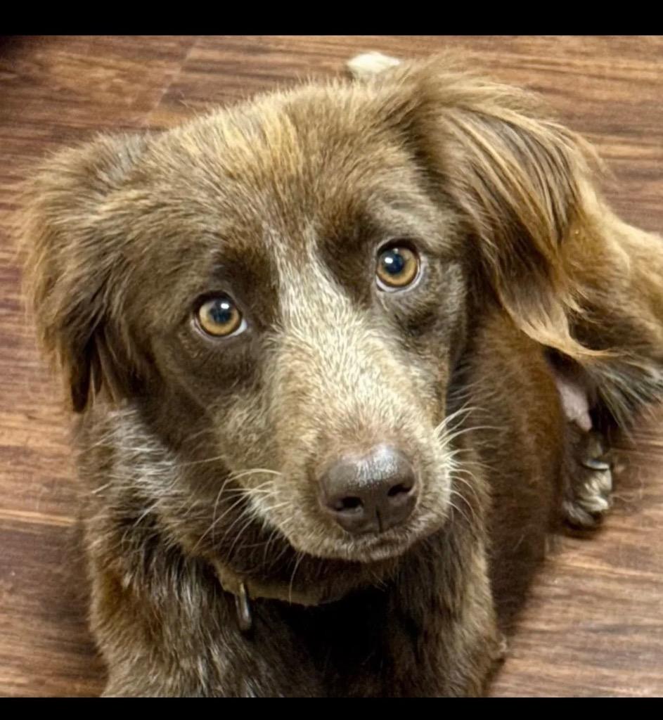 Enlarge Delaney, a Adopted mixed breed in Crossville, TN image 2/3