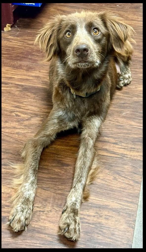 Enlarge Delaney, a Adopted mixed breed in Crossville, TN image 3/3