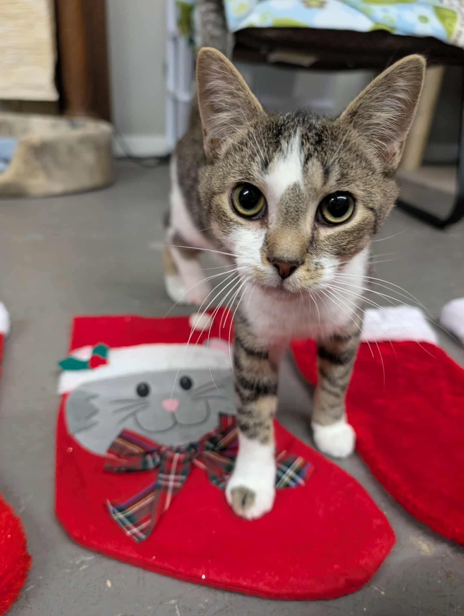 Skyler, a Adoptable Domestic Short Hair in Hartville, OH image 2/4