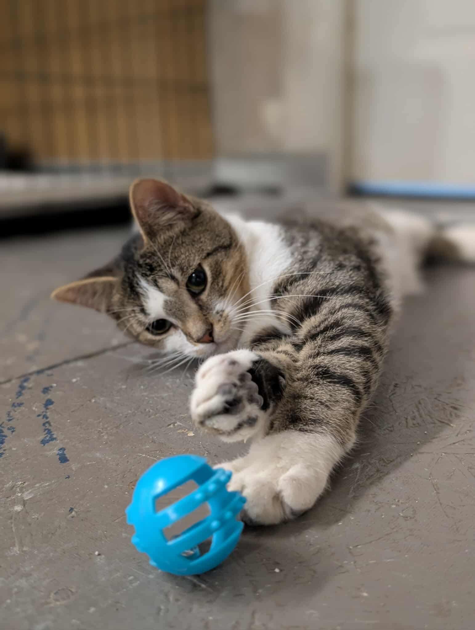 Skyler, a Adoptable Domestic Short Hair in Hartville, OH image 4/4