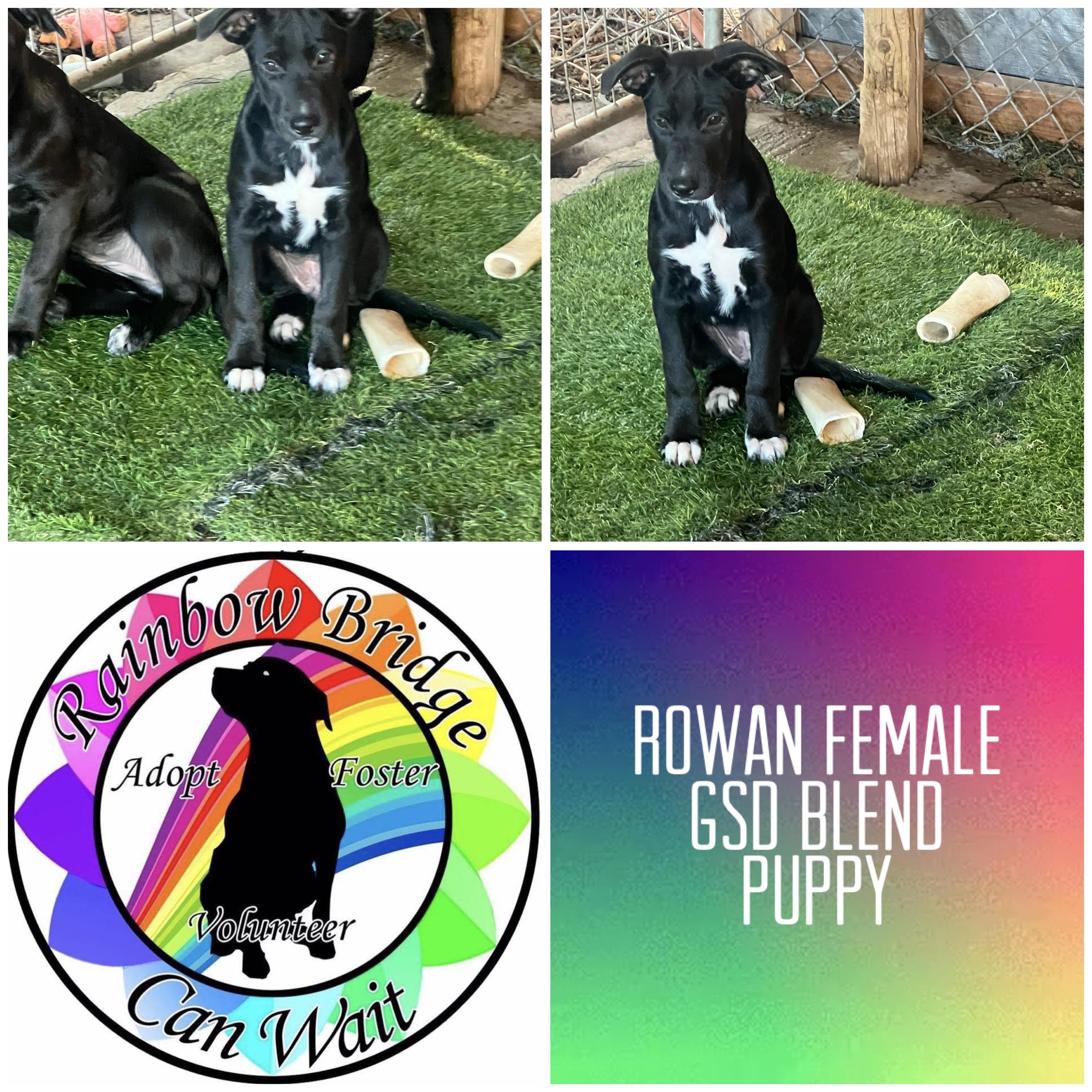 Enlarge Rowan, a Adoptable mixed breed in Carnegie, OK image 1/1
