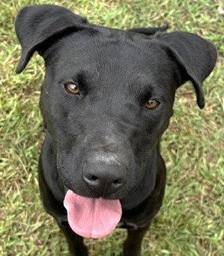 Millie, Adoptable, Young Female Labrador Retriever.