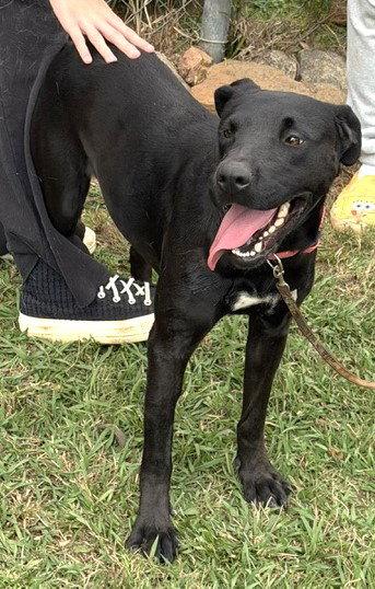 Millie, a Adoptable Labrador Retriever in Carrollton, GA image 2/3