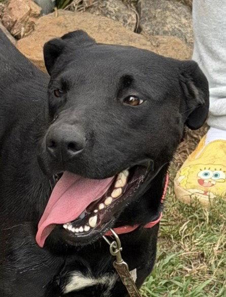 Enlarge Millie, a Adoptable Labrador Retriever in Carrollton, GA image 2/3